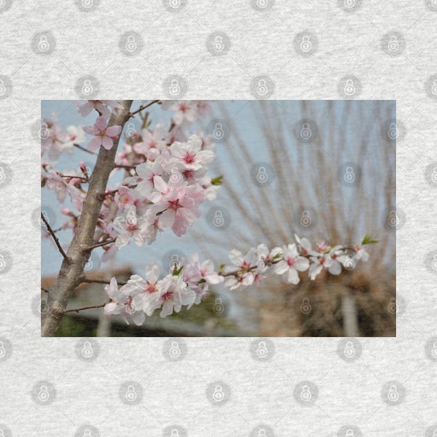 Almond Blossom by jojobob